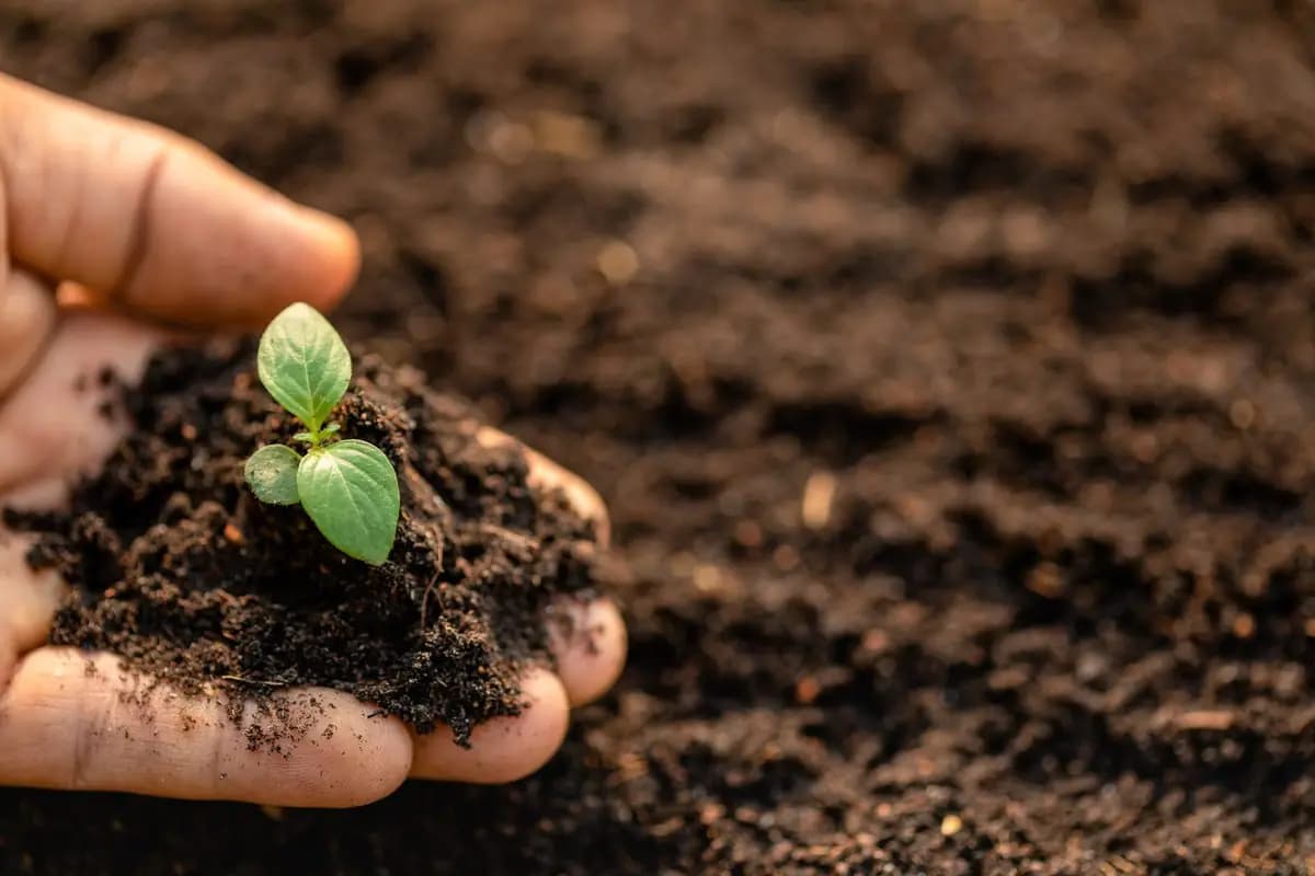 Hands holding a young seedling in dark soil, lit softly